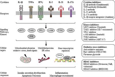 Pharmacological inhibitors of β-cell dysfunction and death as therapeutics for diabetes